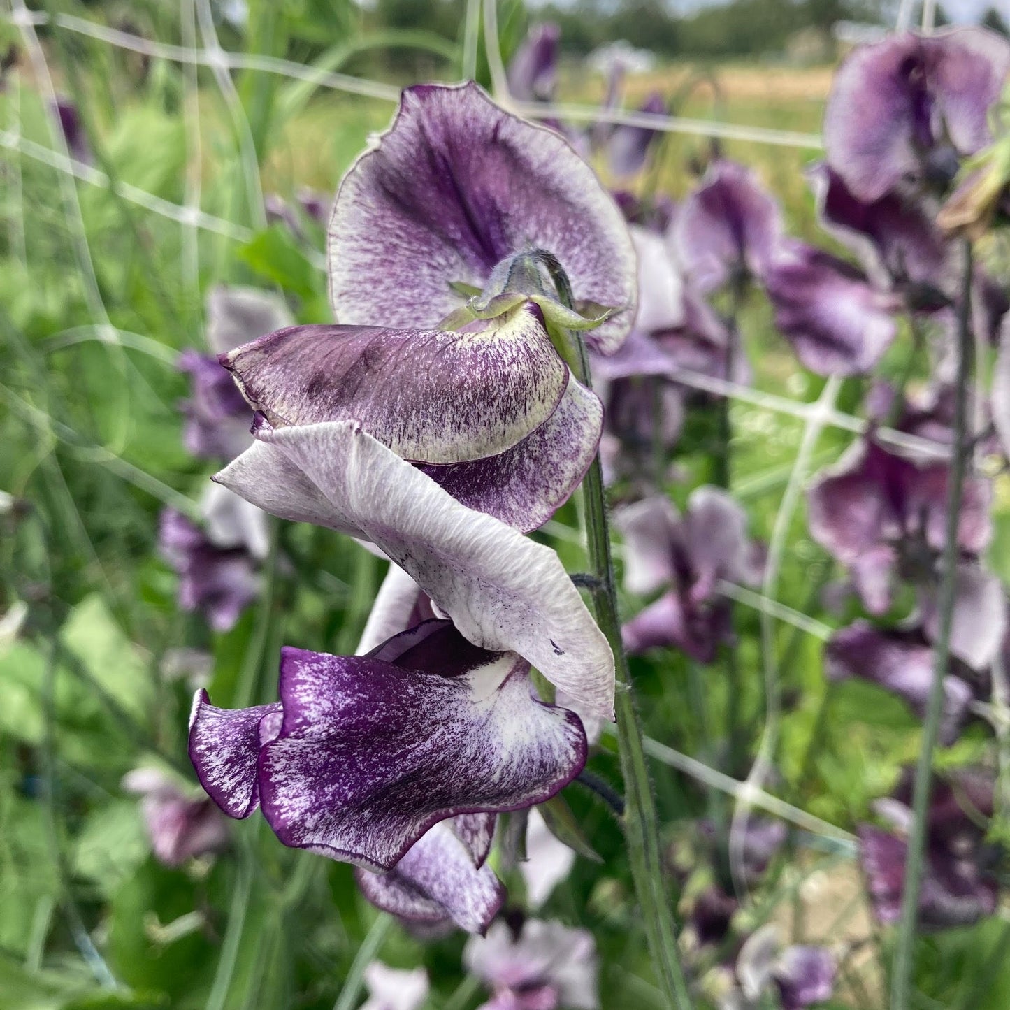 River and Sea Blue Mix