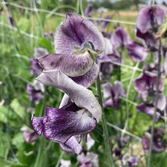 River and Sea Blue Mix