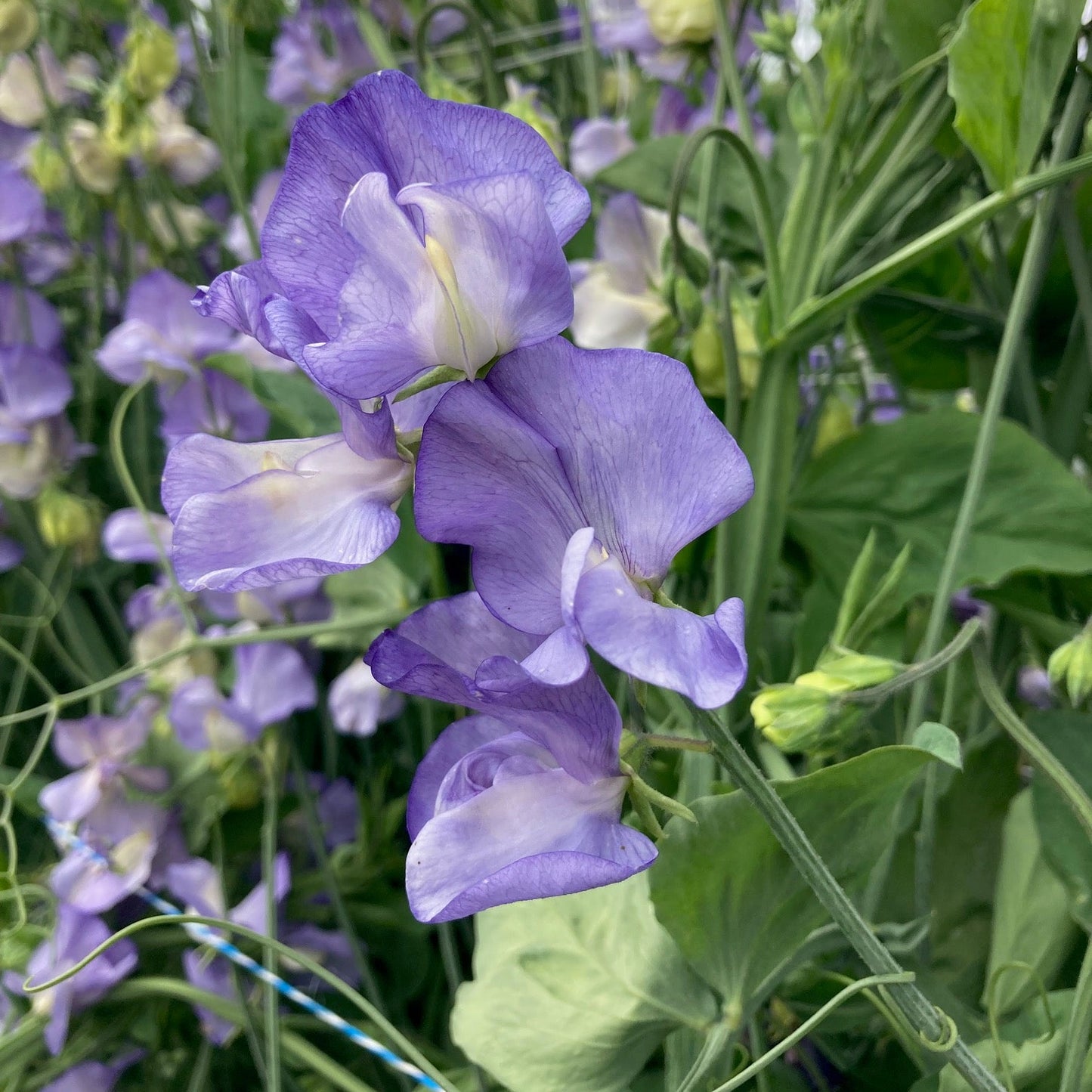 River and Sea Blue Mix