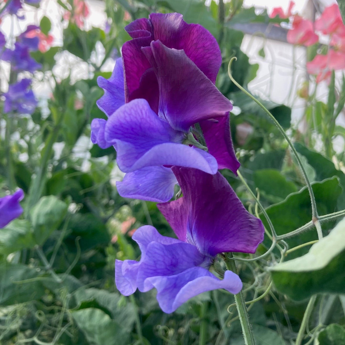 River and Sea Blue Mix