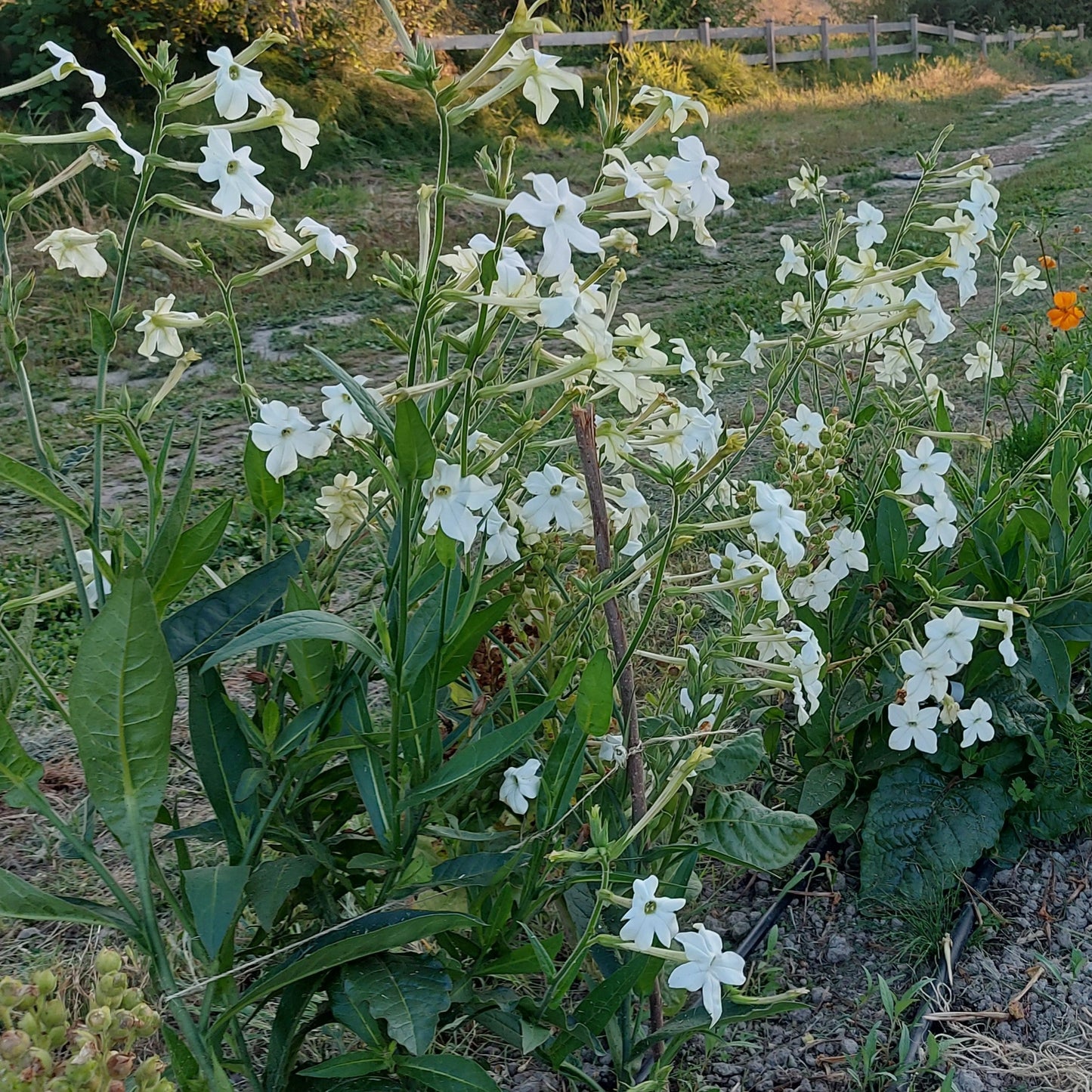 Jasmine-Scented