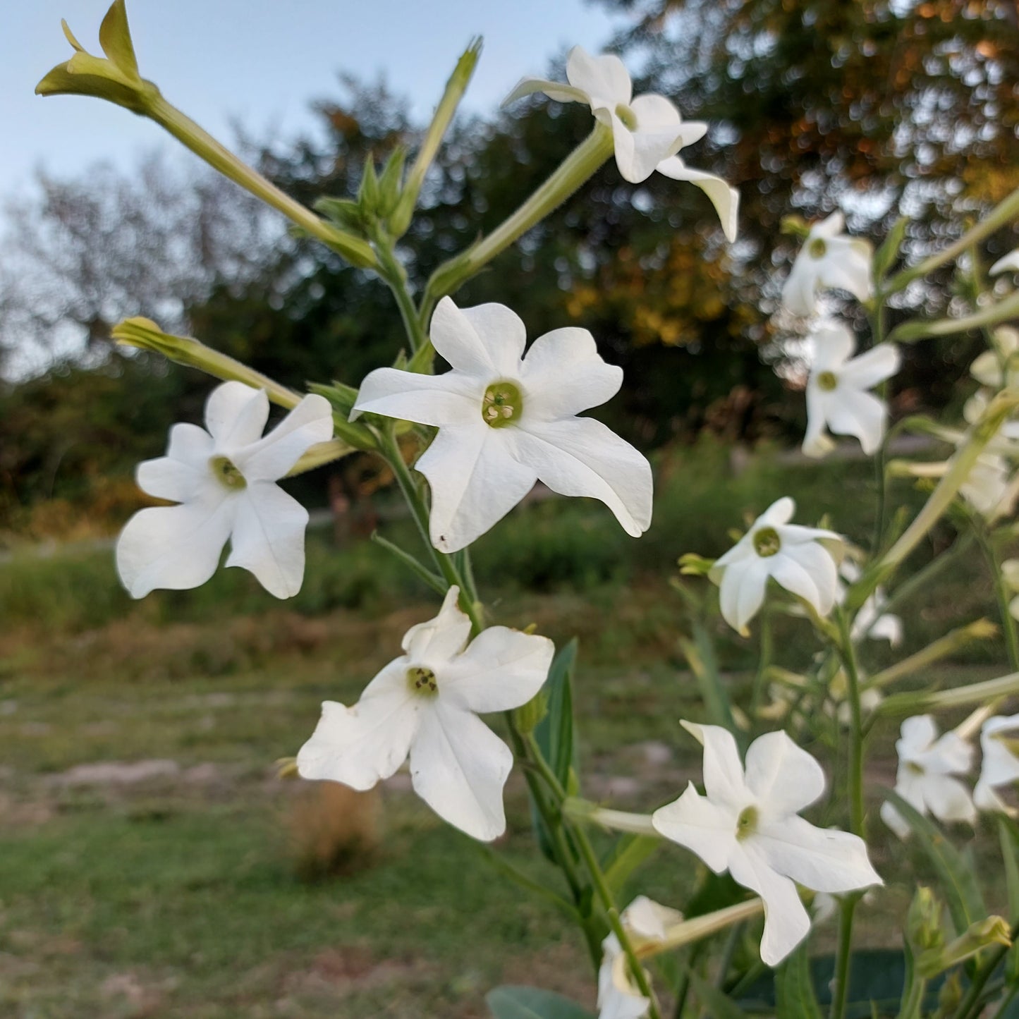 Jasmine-Scented