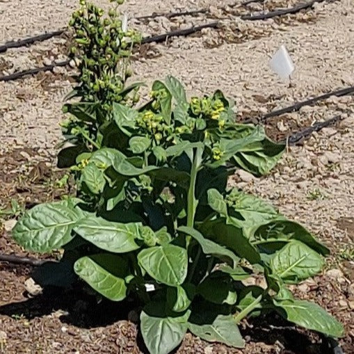 Wild Tobacco