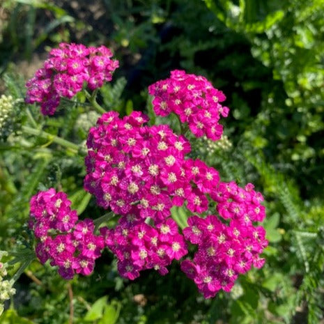 Summer Berries