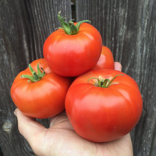 Moskvich Tomato CO - ON SALE