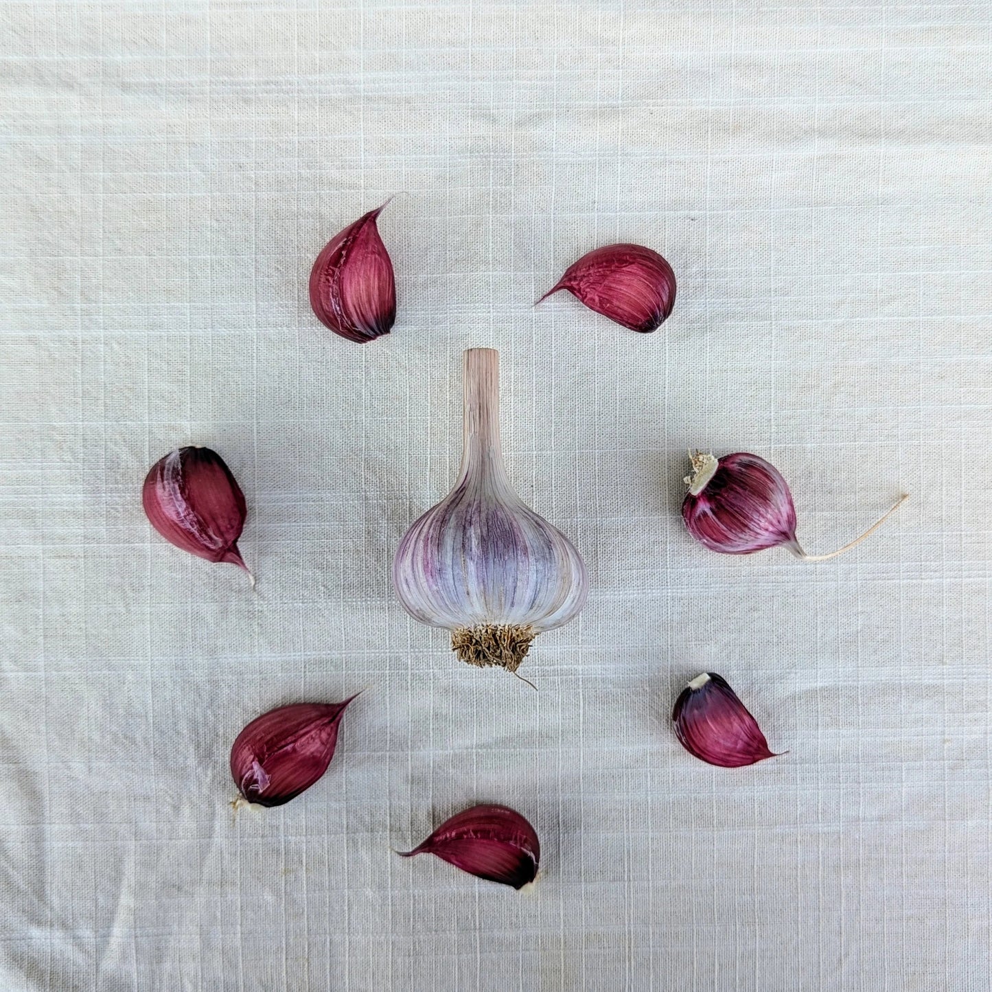 Cuban Purple