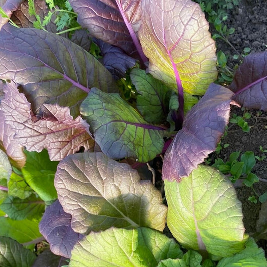 Purple Breeding Mix