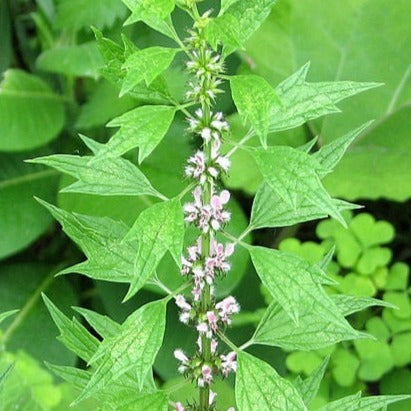 Motherwort