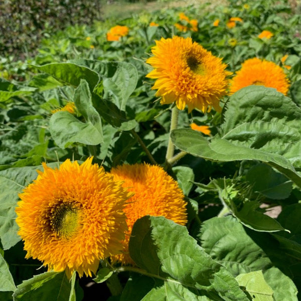 Teddy Bear Sunflower