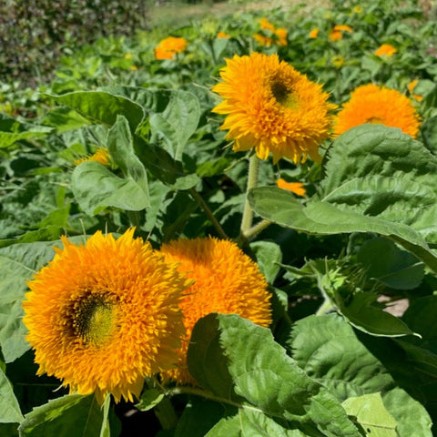 Teddy Bear Sunflower
