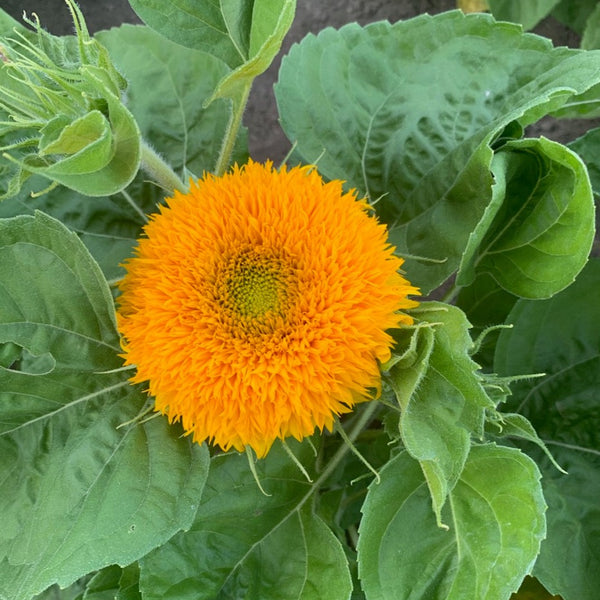 Teddy Bear Sunflower