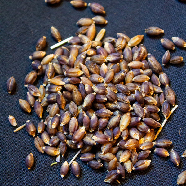 Arabian Blue Barley