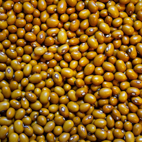Beka Brown Bush Bean