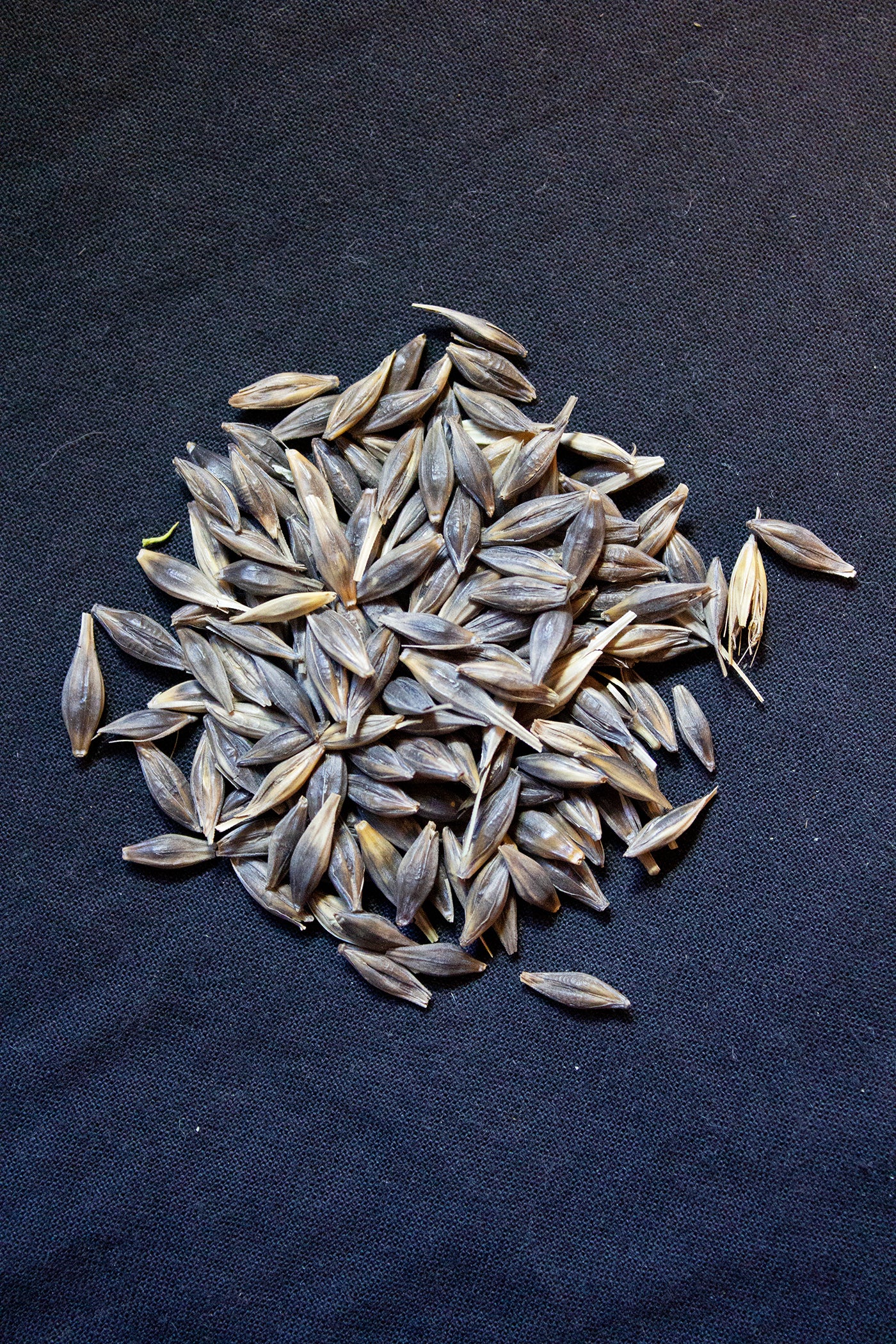 Black Alberta Barley