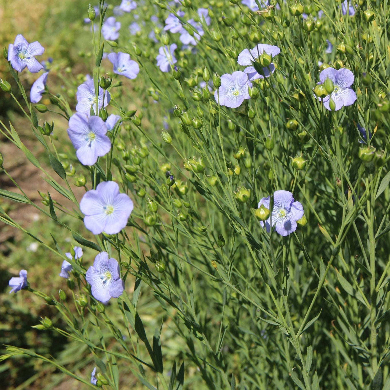 flax flower seeds Golden Flax – BC Eco Seed Co-op