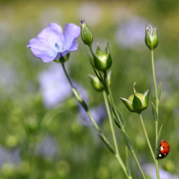 Golden Flax
