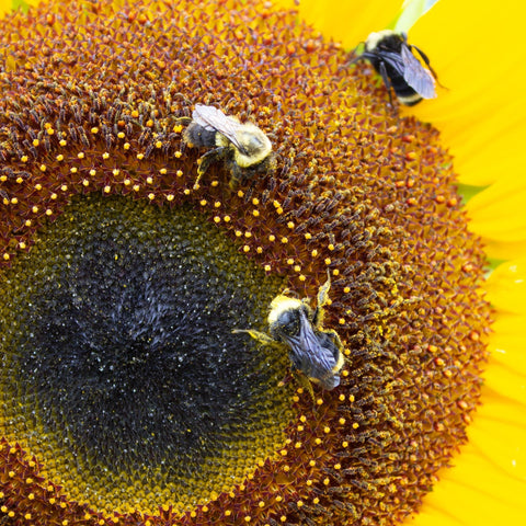 Russian Mammoth Sunflower