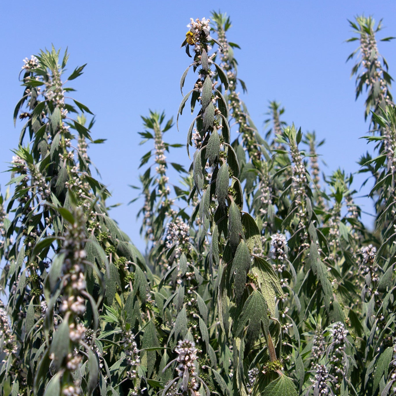 Motherwort