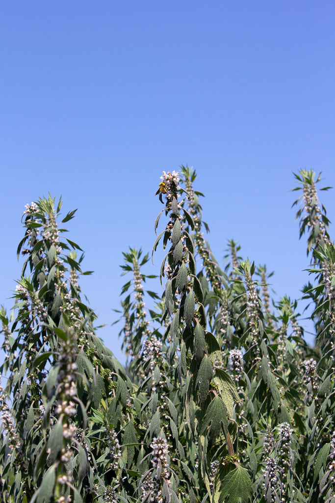 Motherwort