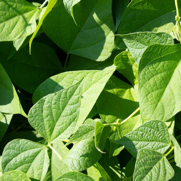 Purple Peacock Pole Bean
