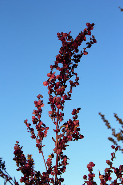 Red Orach