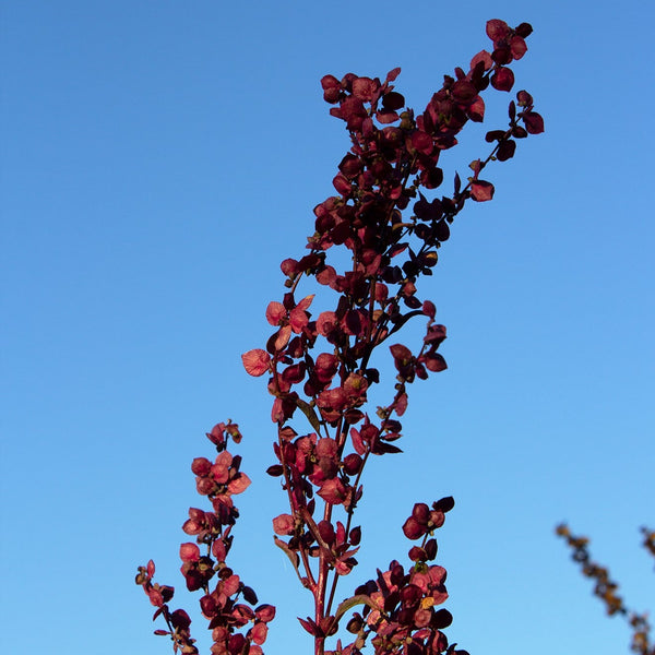 Red Orach