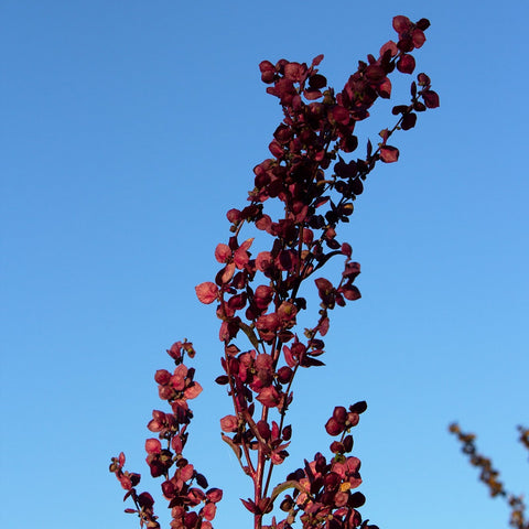 Red Orach