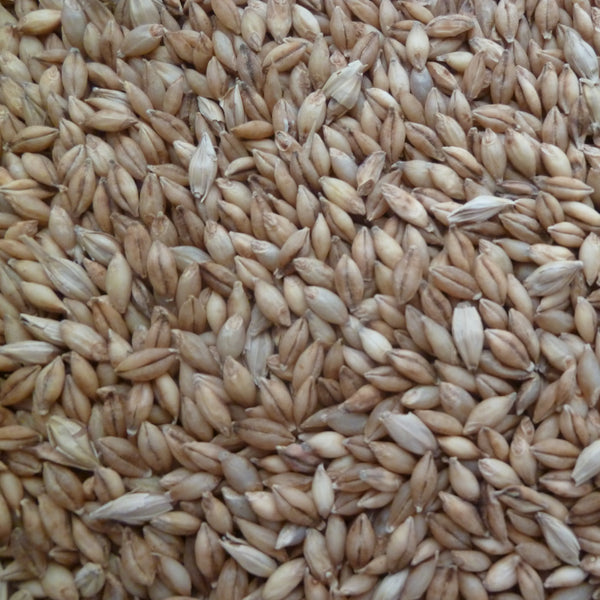 Akasha Hulless Barley