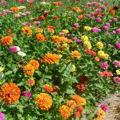 Akasha Cosmic Mix Zinnia