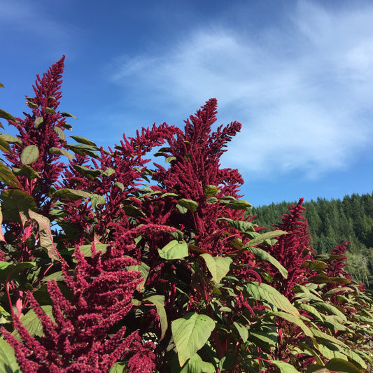 Shiny Black Amaranth