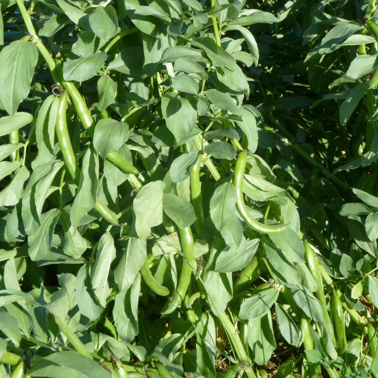 Andy's Broad Bean (Akasha Variant)