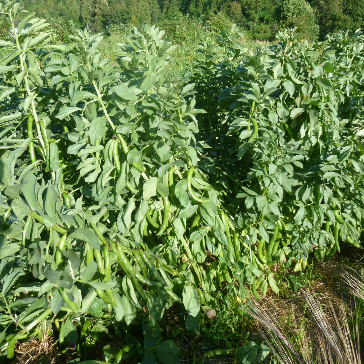 Andy's Broad Bean (Akasha Variant)