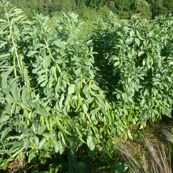 Andy's Broad Bean (Akasha Variant)