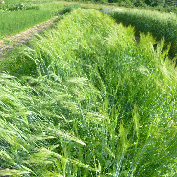 Arabian Blue Barley