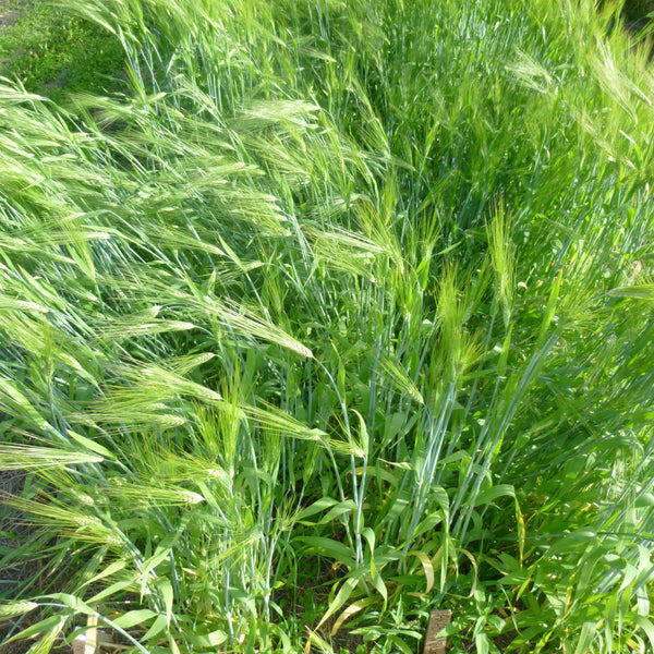 Arabian Blue Barley