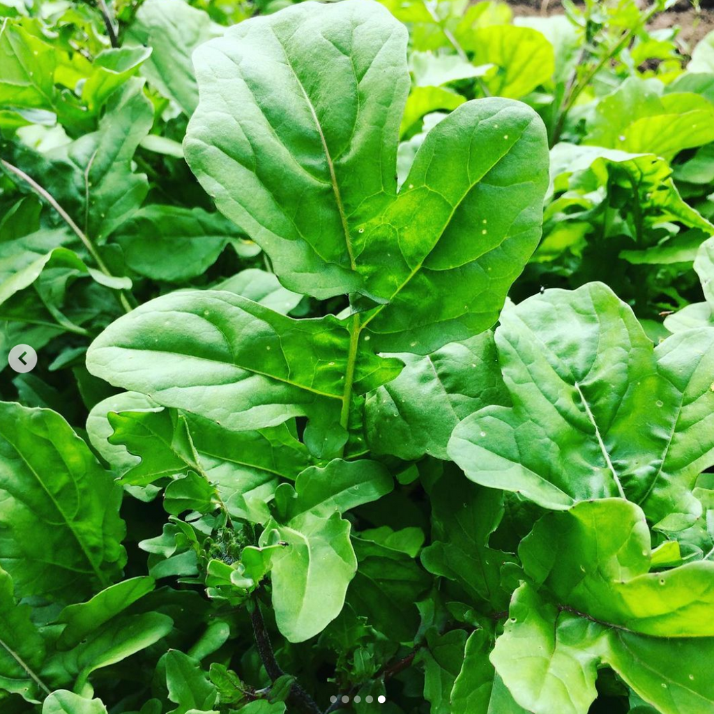 Standard Arugula CO