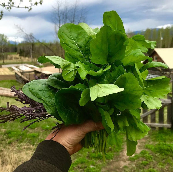 Standard Arugula CO
