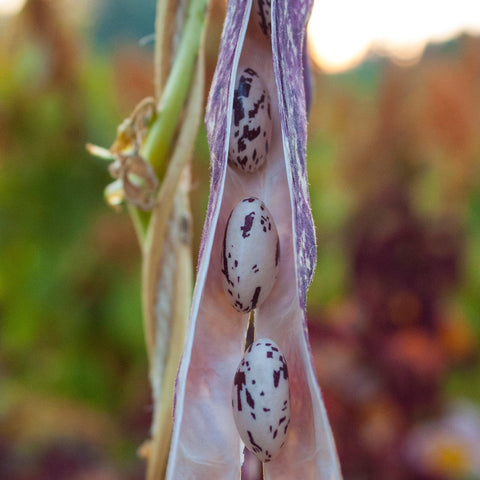 Bingo Pole Bean CO