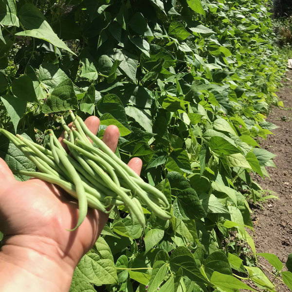 Blue Lake Pole Bean