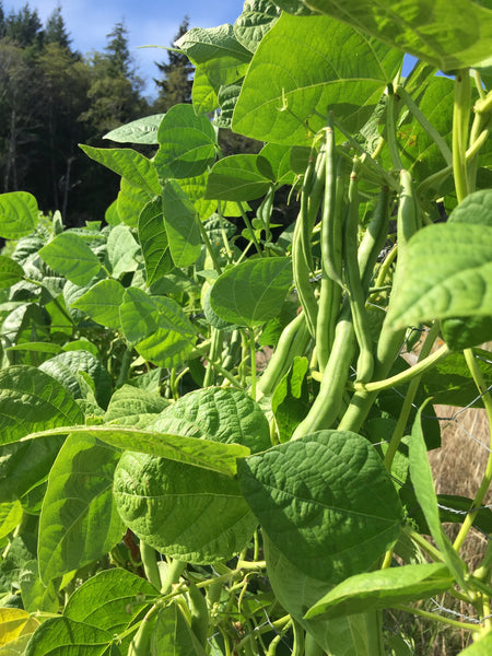 Blue Lake Pole Bean