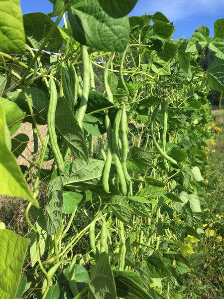 Blue Lake Pole Bean