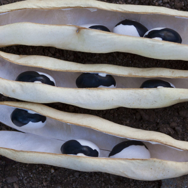 Calypso Dry Bush Bean CO
