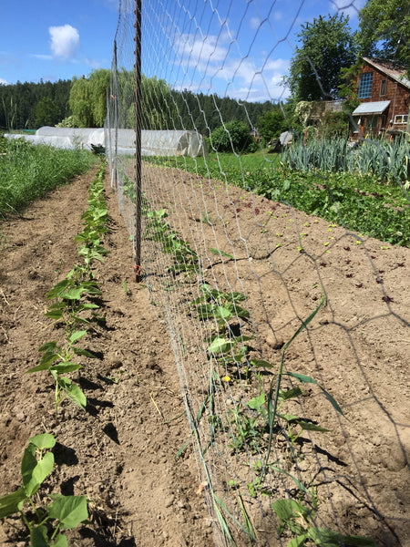 Emerite Pole Bean
