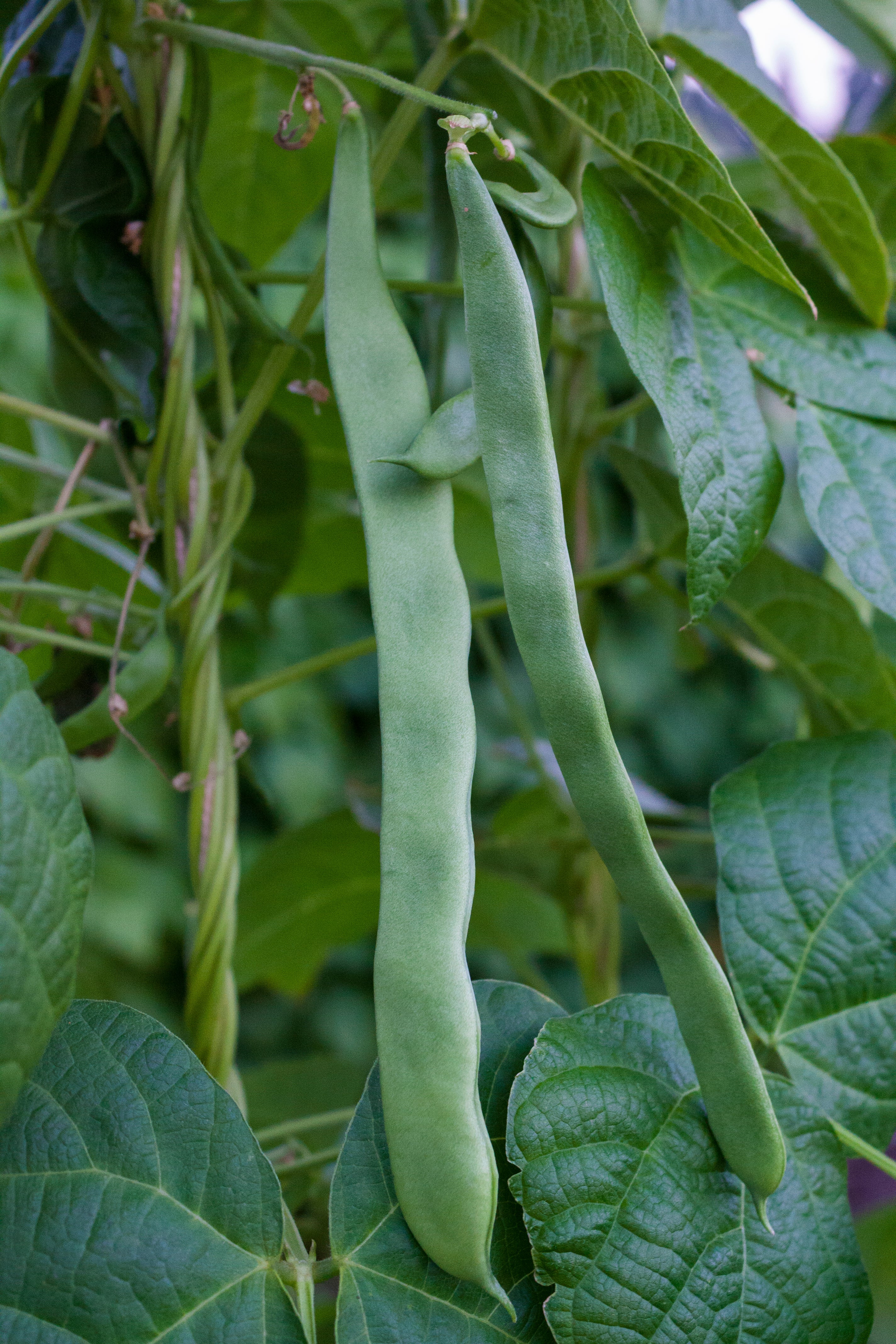 Qing Bian Romano Bean Seeds – 25 Organic Pole Beans, Grown In Florida