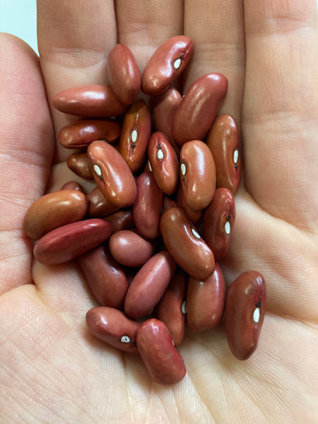 Light Red Kidney Dry Bush Bean CO