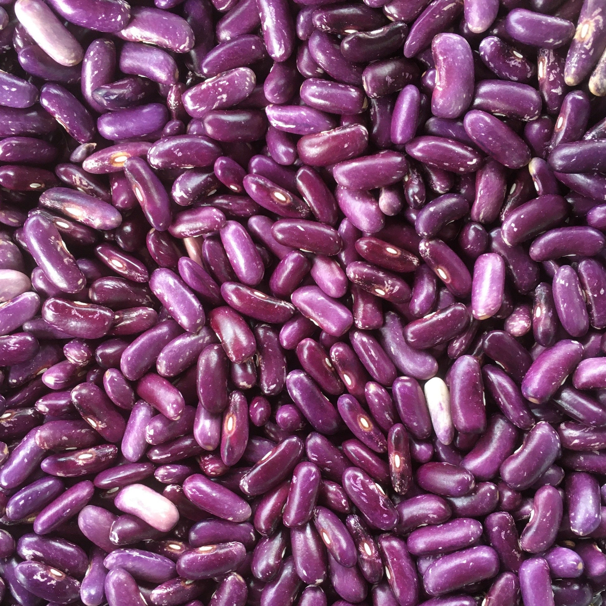 Koronis Purple Kidney Bean – BC Eco Seed Co-op
