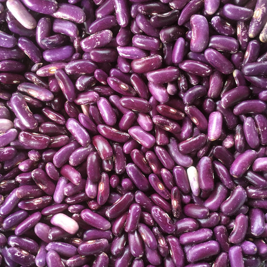 Koronis Purple Bush Bean CO