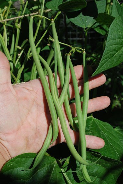 Maxibel Green Bush Bean CO