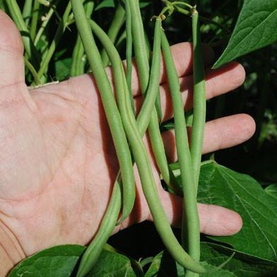Maxibel Green Bush Bean CO