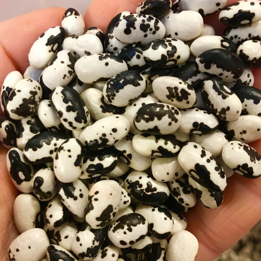 Orca Variation Dry Bush Bean CO
